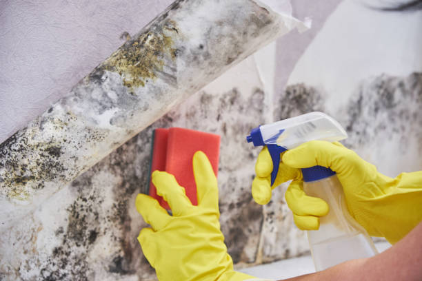 Best Basement Mold Removal  in Evart, MI